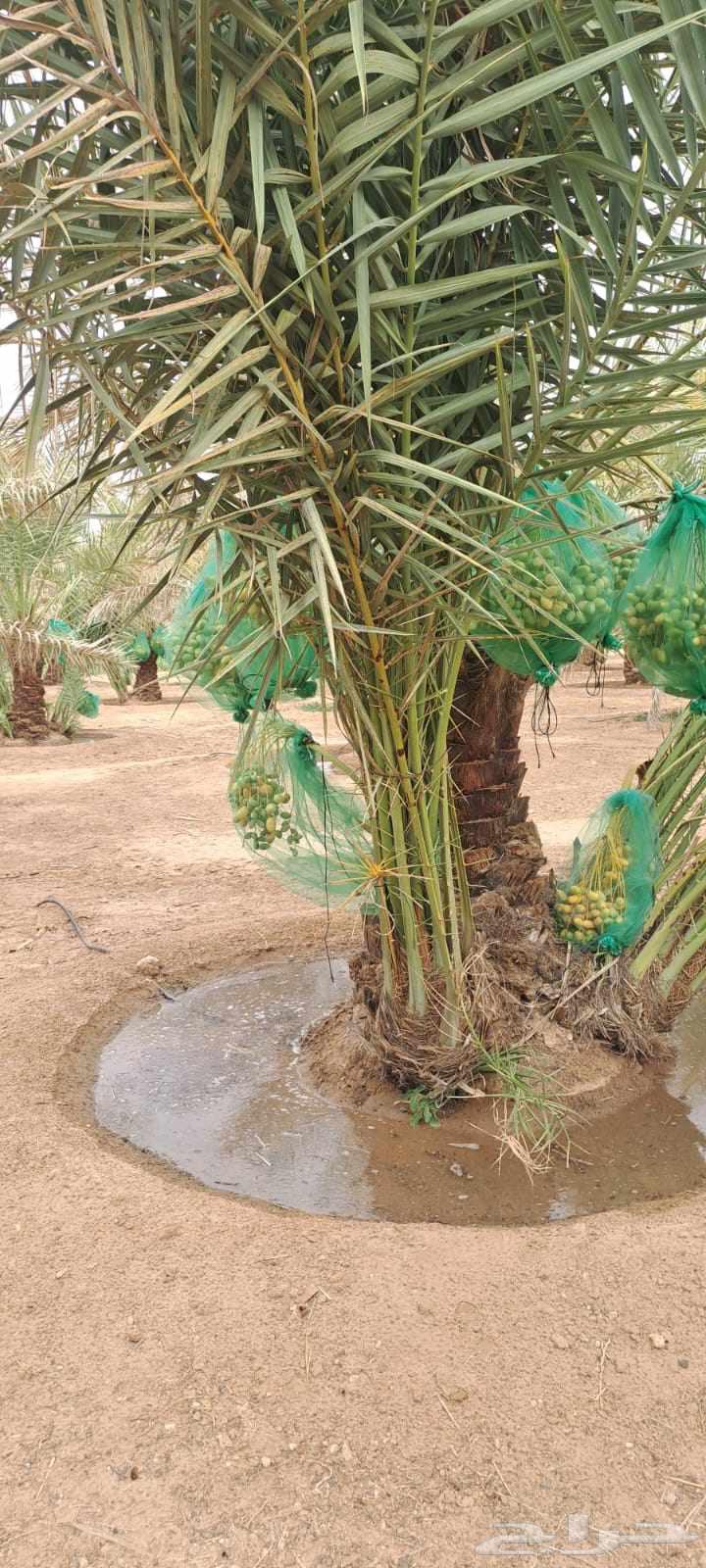 Available fruit seedlings for sale, all types, delivery available throughout64424442571523111