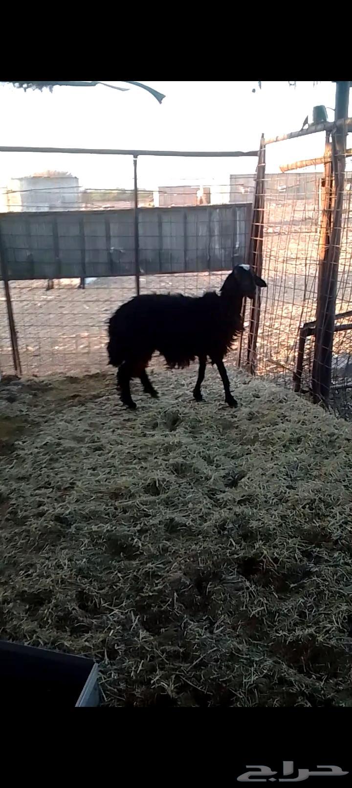 For sale, clean ewes, only Allah knows if it produces milk or not64424856030081111