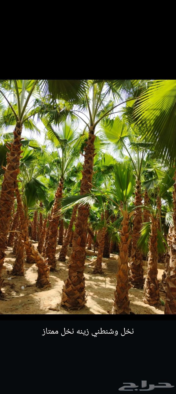 نقوم بتوريد انخيل واشنطني اتوصل64424199229953110