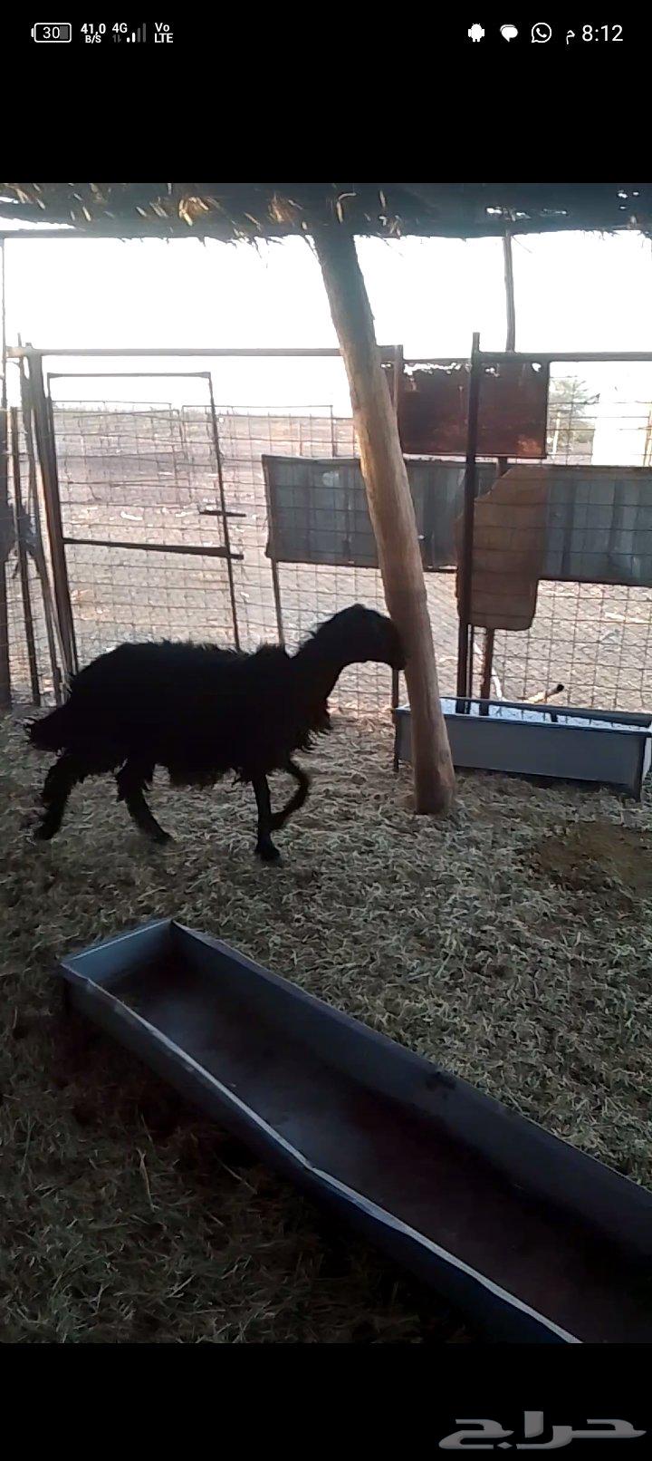 For sale, clean ewes, only Allah knows if it produces milk or not64424856030081110