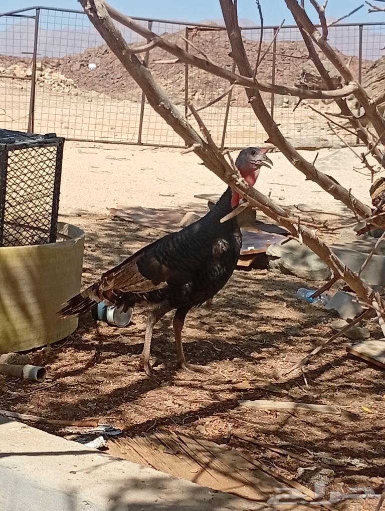 ديك رومي عمره سنه ونص64421811495939113