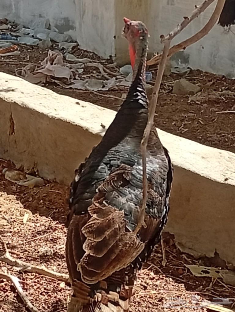 ديك رومي عمره سنه ونص64421811495939112