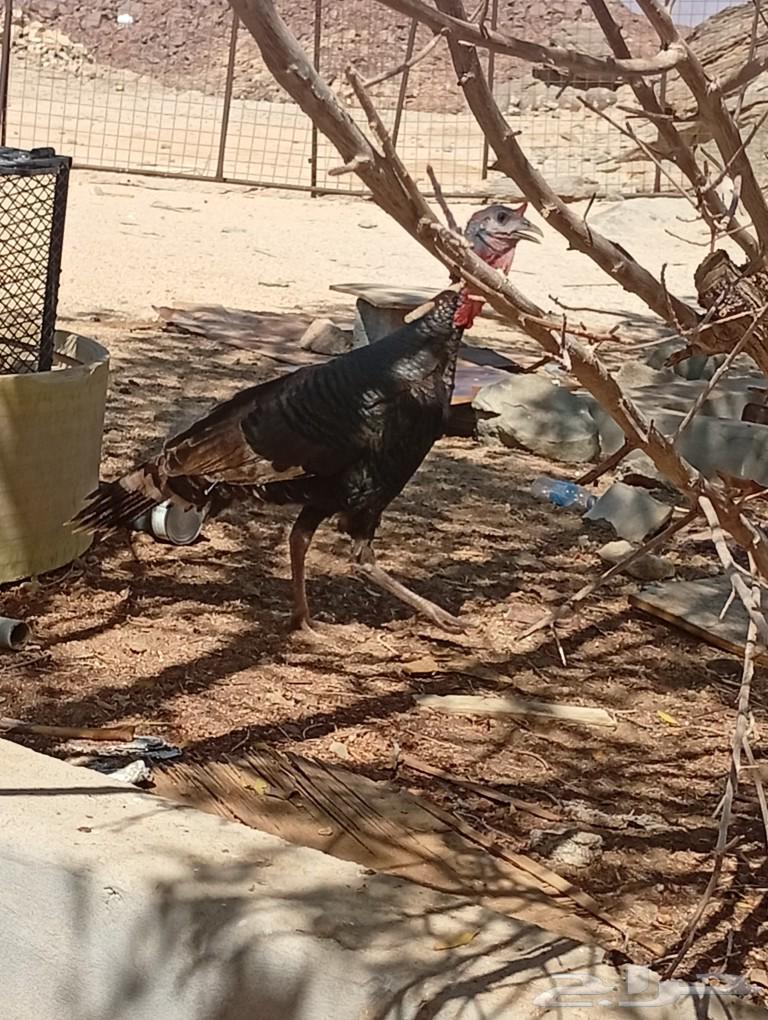 ديك رومي عمره سنه ونص64421811495939114