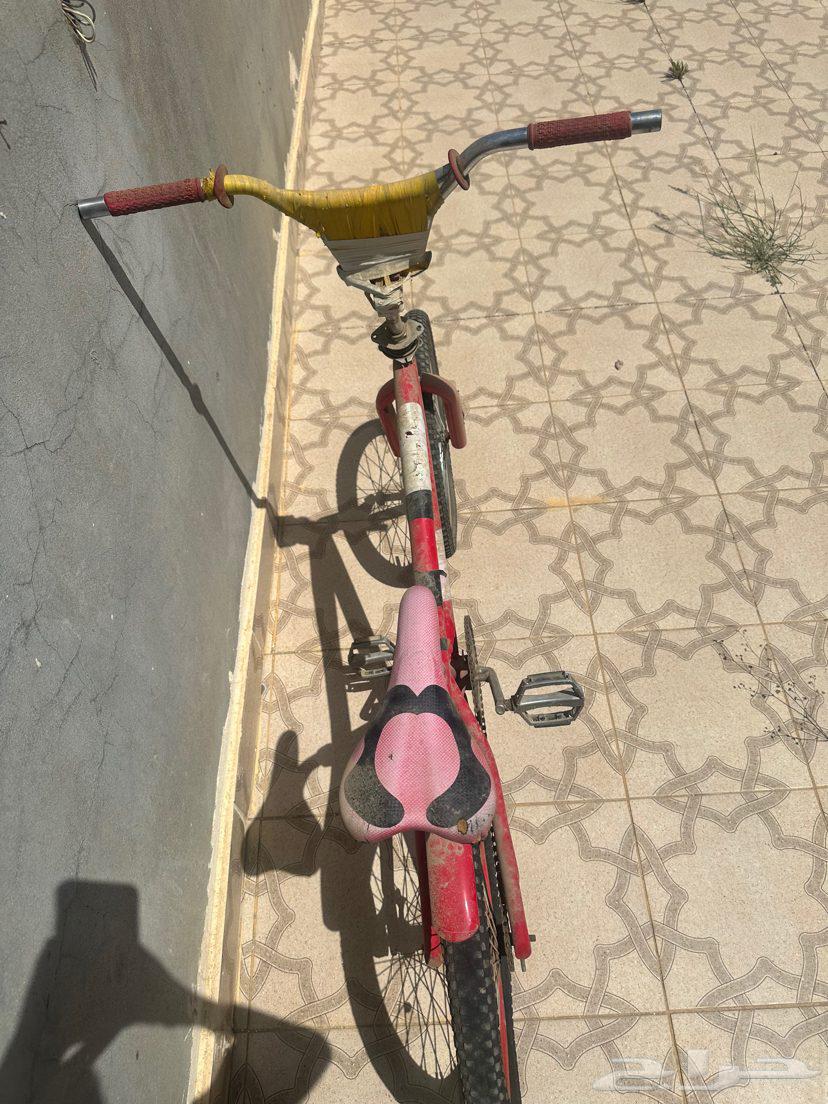 سكيل كوبرا للبيع64421377847553110