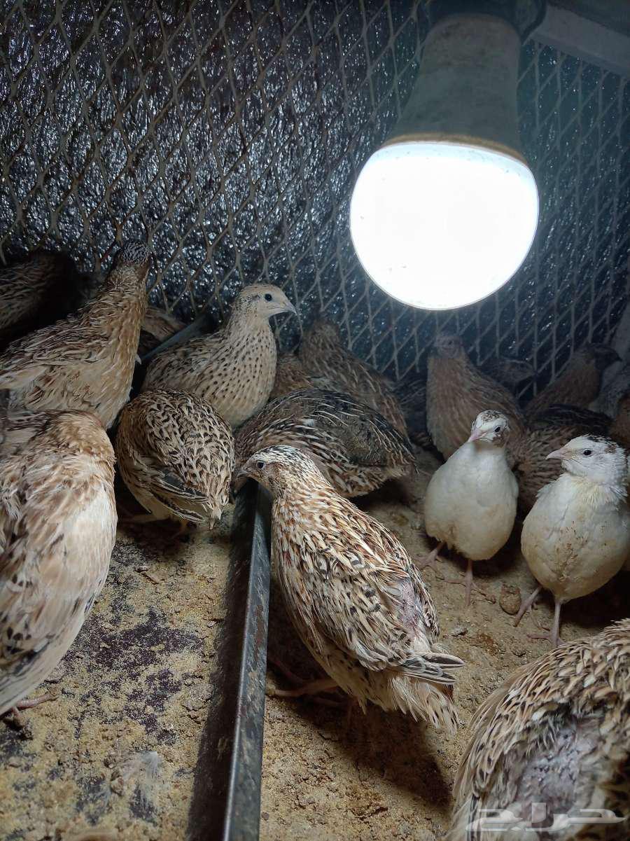 سمان طازج للبيع64421987708290112