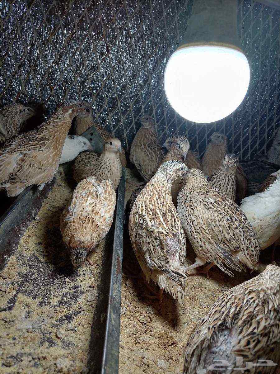 سمان طازج للبيع64421987708290111