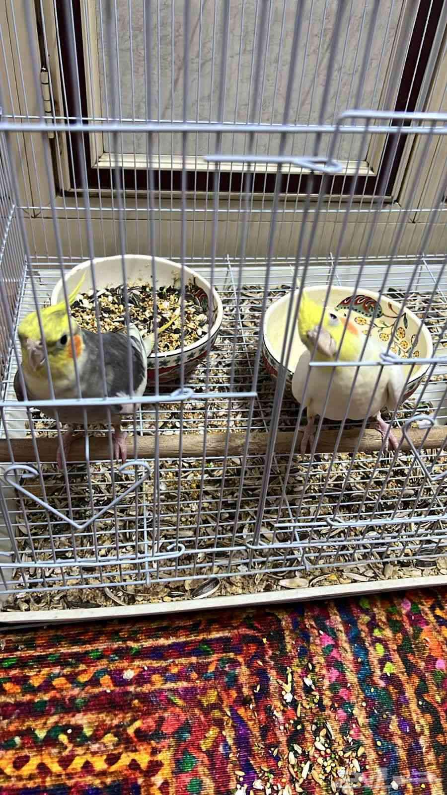 بيع كروان بصحه ممتازه64419481594243111