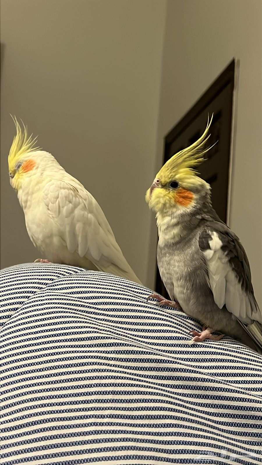 بيع كروان بصحه ممتازه64419481594243110