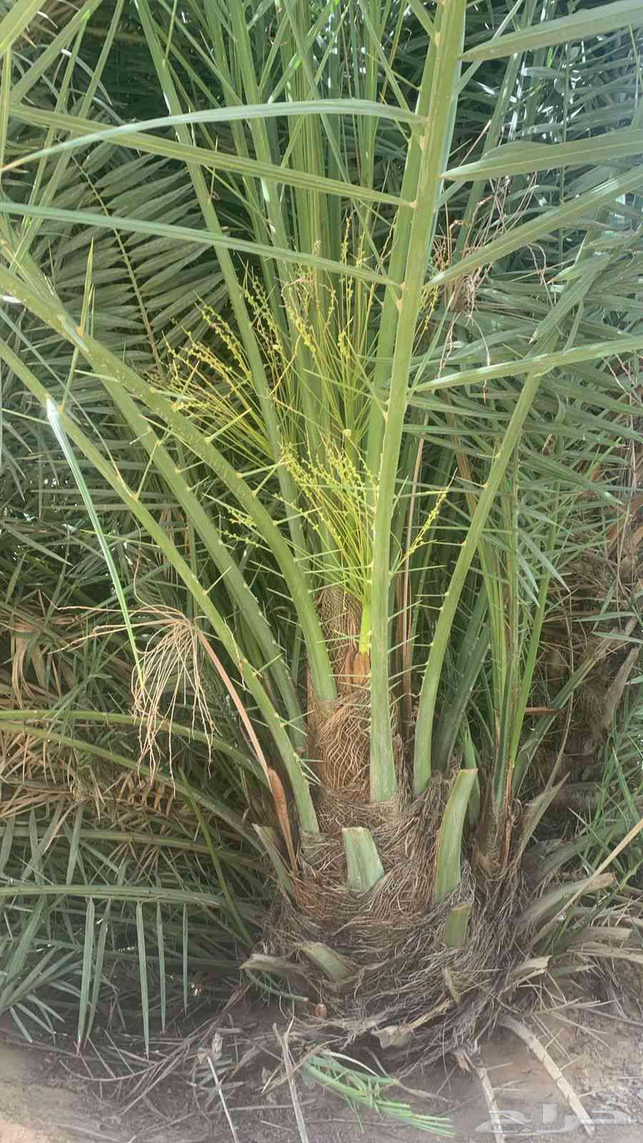 يوجد لدينا جميع انواع انخيل64422448669827114