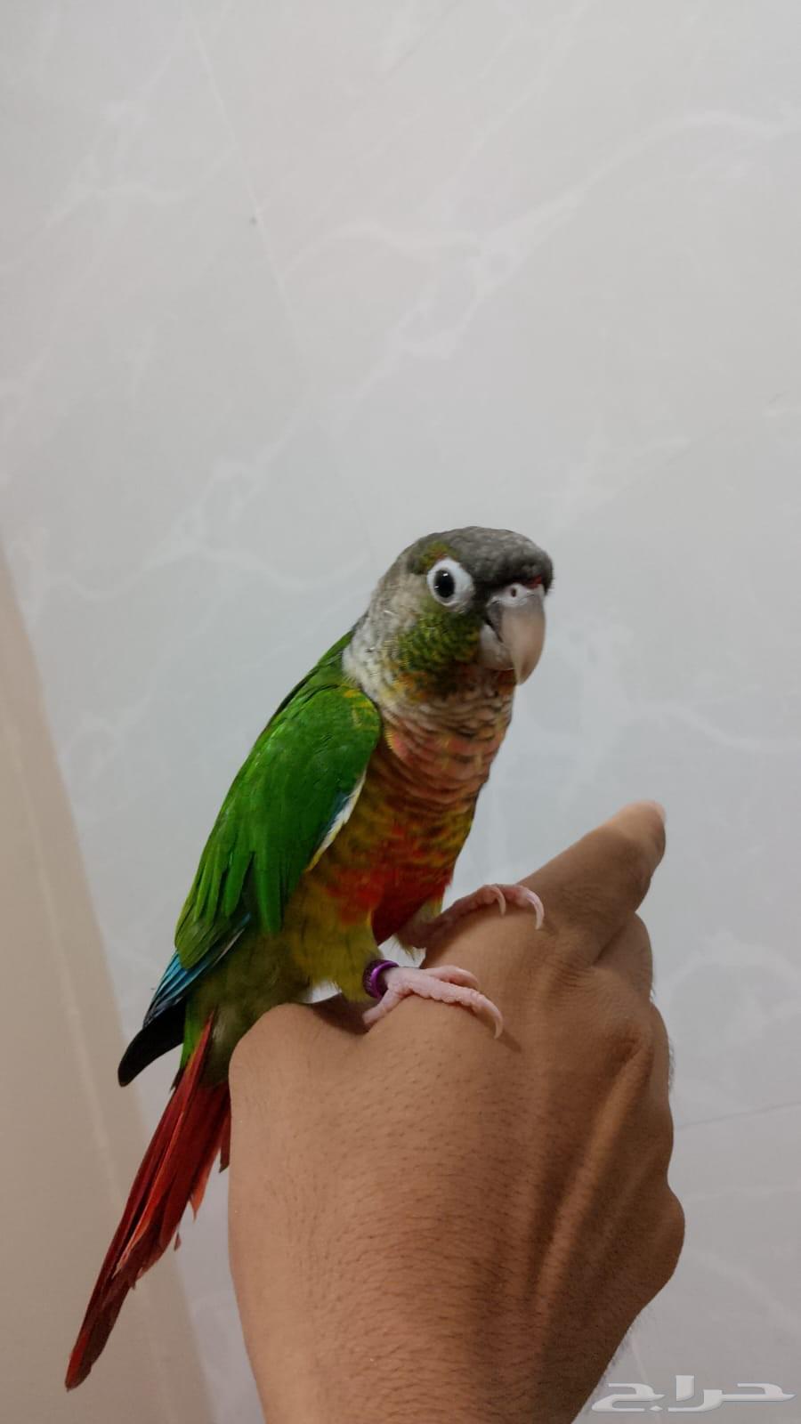 كنيور قرين شيك أليف64421323657729110