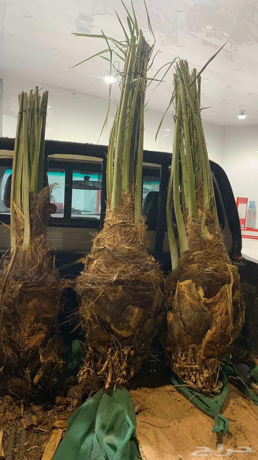 يوجد لدينا جميع انواع انخيل64422448669827112