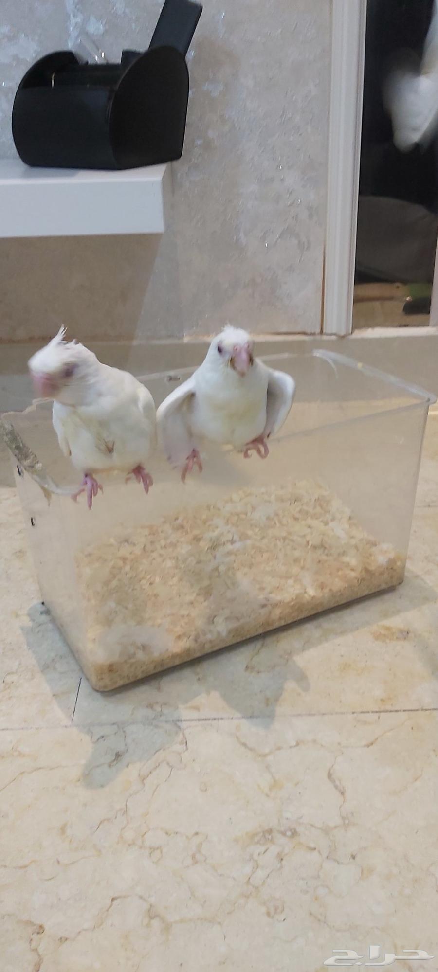 فروخ كروان البينو هدد تم البيع64425313739905114