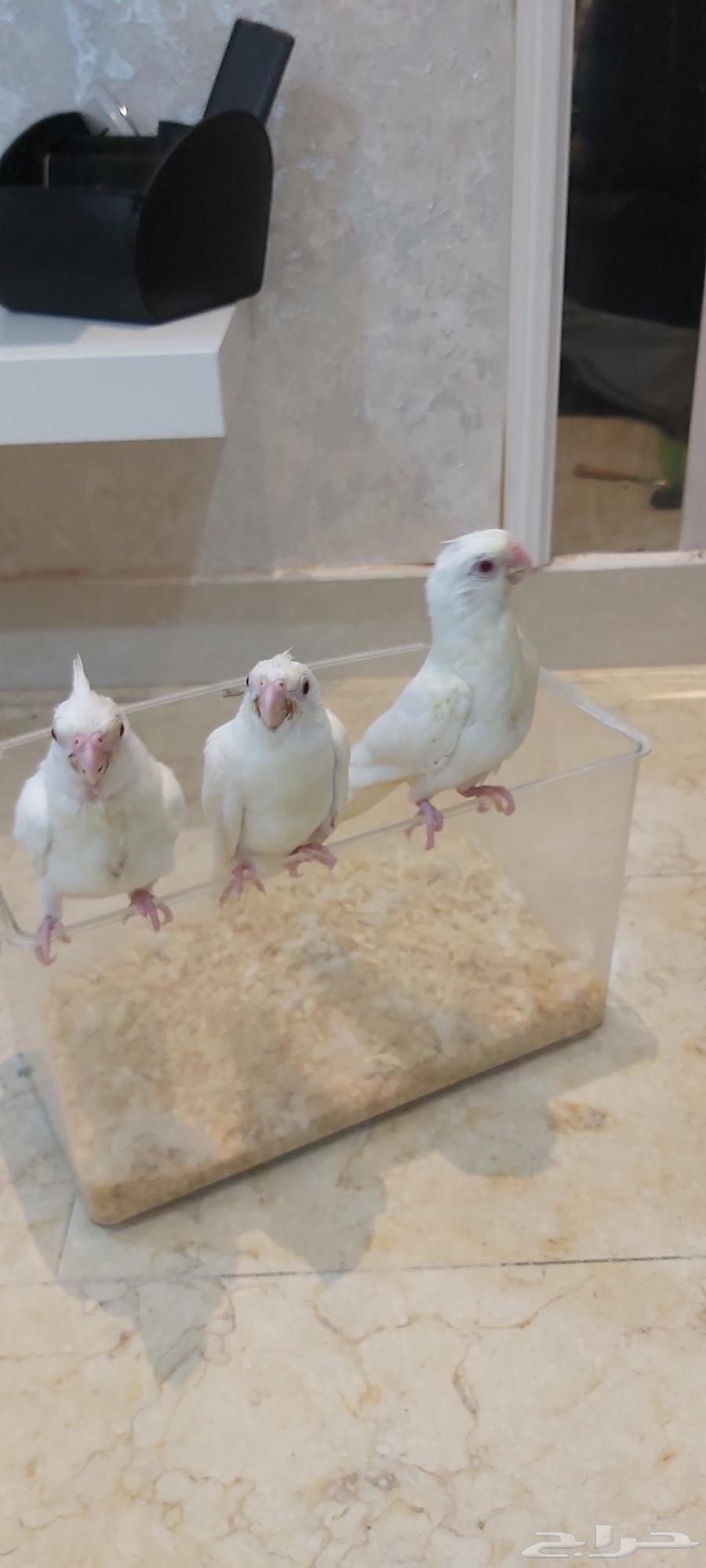 فروخ كروان البينو هدد تم البيع64425313739905113