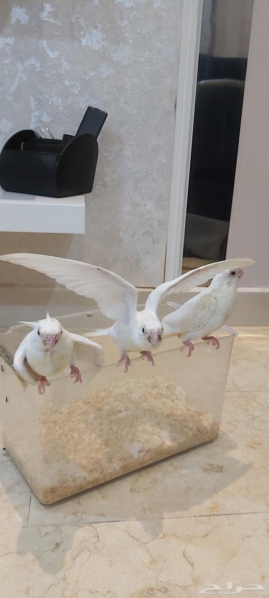 فروخ كروان البينو هدد تم البيع64425313739905111