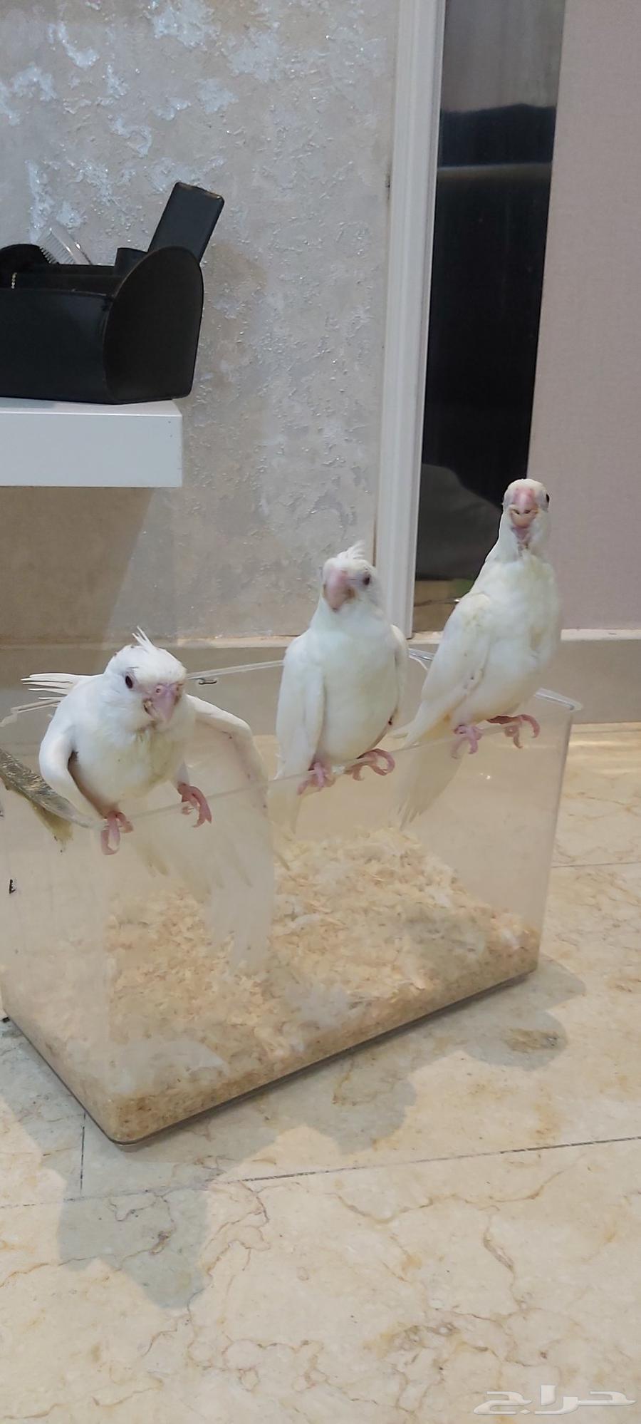 فروخ كروان البينو هدد تم البيع64425313739905112