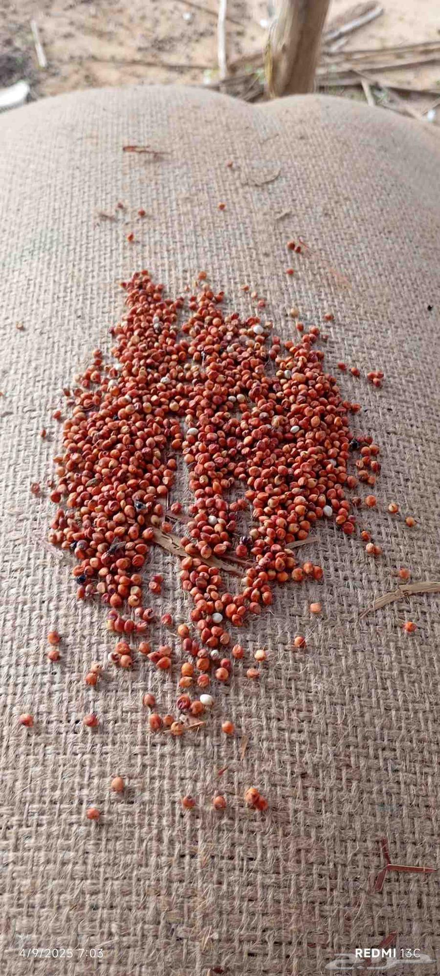 New autumn red bean, this year's batch, contact number 05772781964420553220353113