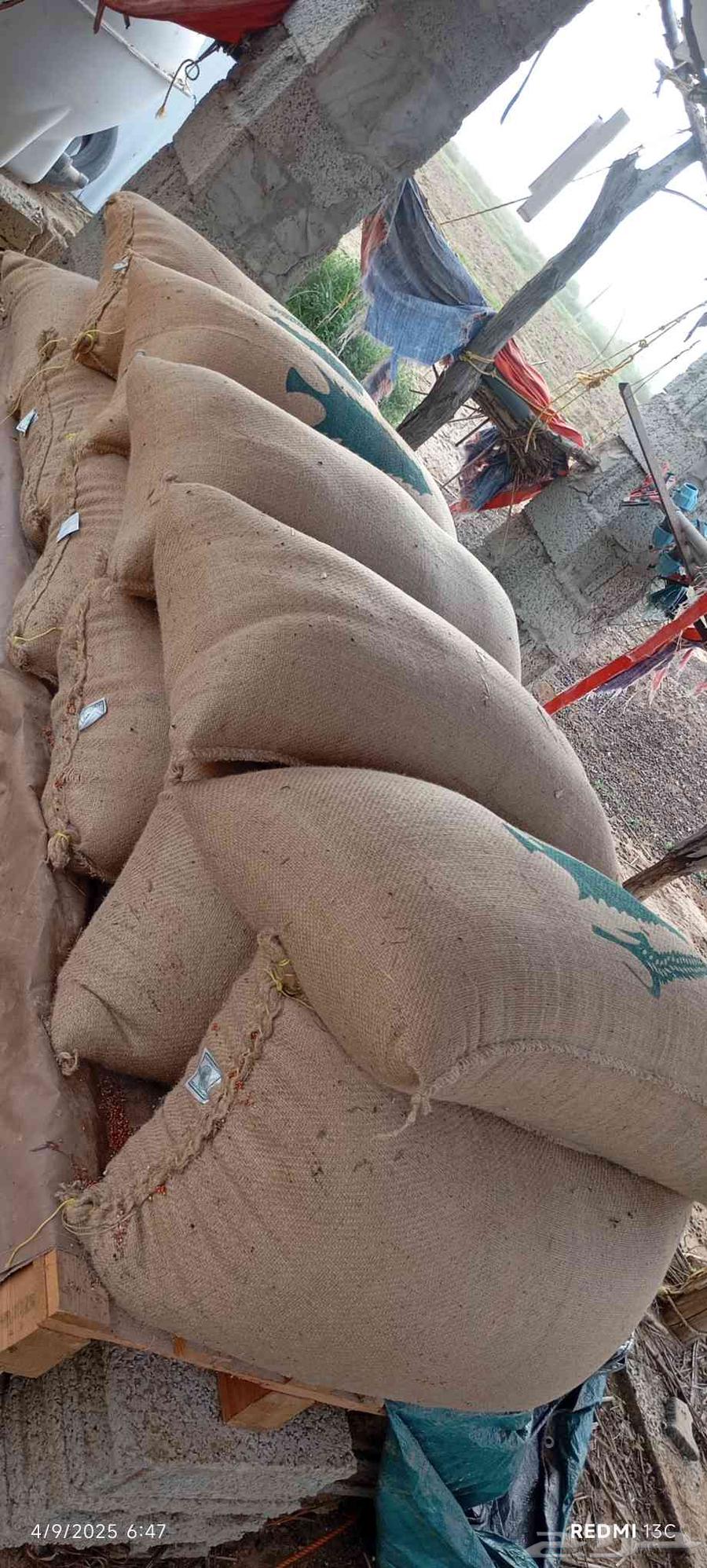 حب احمر خريف جديد وعلى الشرط العدد 9اكياس64422788503810113