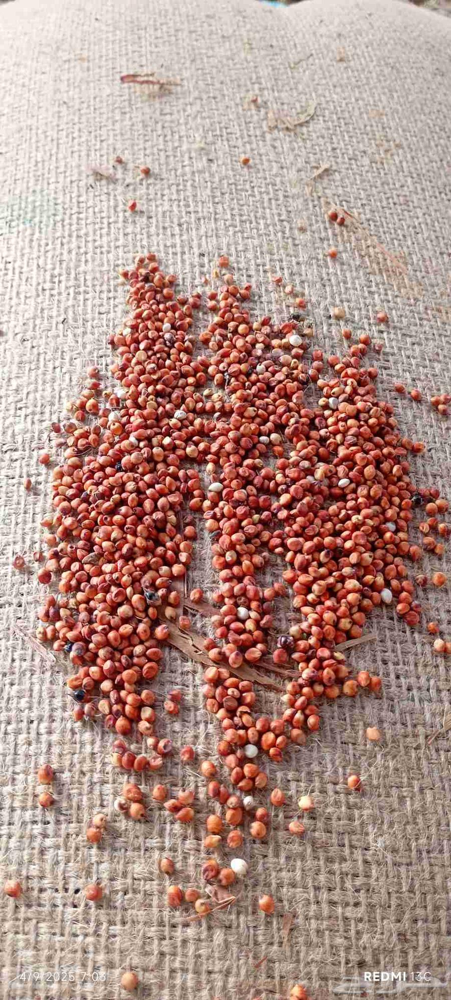 حب احمر خريف جديد وعلى الشرط العدد 9اكياس64422788503810110