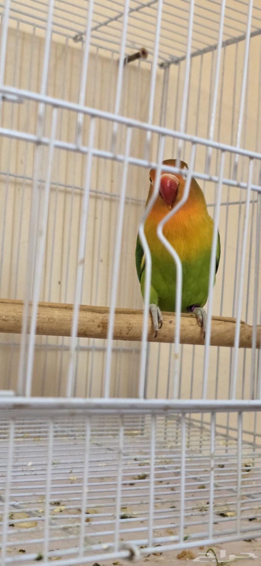 انثى فيشر للبيع64423636384259110