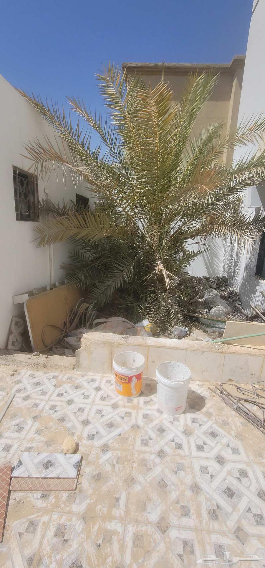 للبيه نخله تمر بحي السويدي64421147643907111