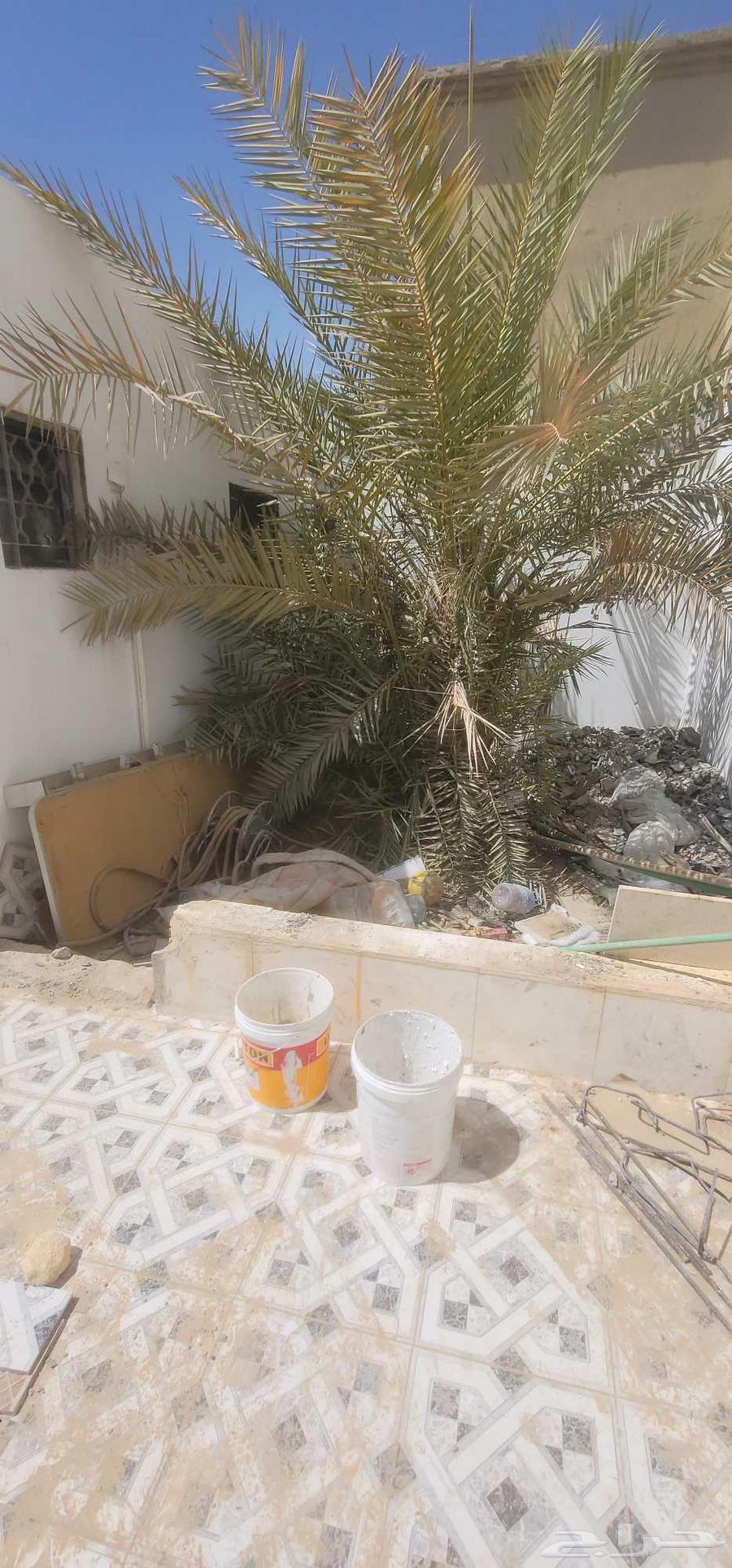 للبيه نخله تمر بحي السويدي64421147643907110