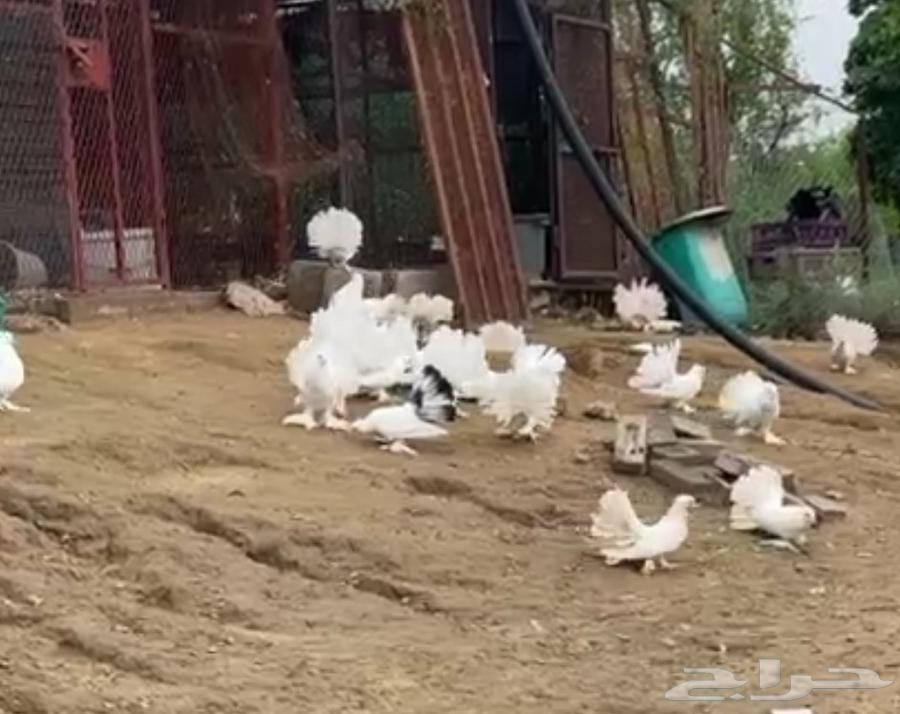 حمام رقاصي ابيض صك البيع جمله64420729312002110