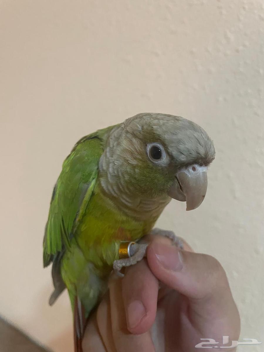 طير ببغاء كنيور أناناس تم البيع64420553245571111