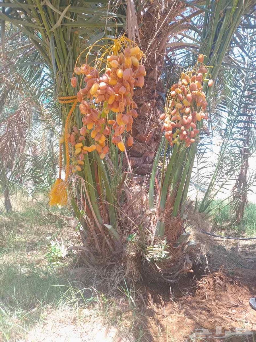 Available fruit seedlings for sale, all types, delivery available throughout64424442571523110