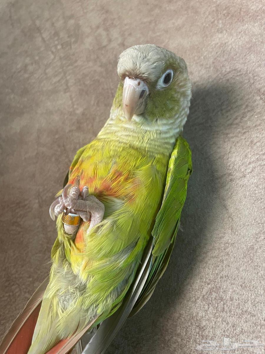 طير ببغاء كنيور أناناس تم البيع64420553245571110