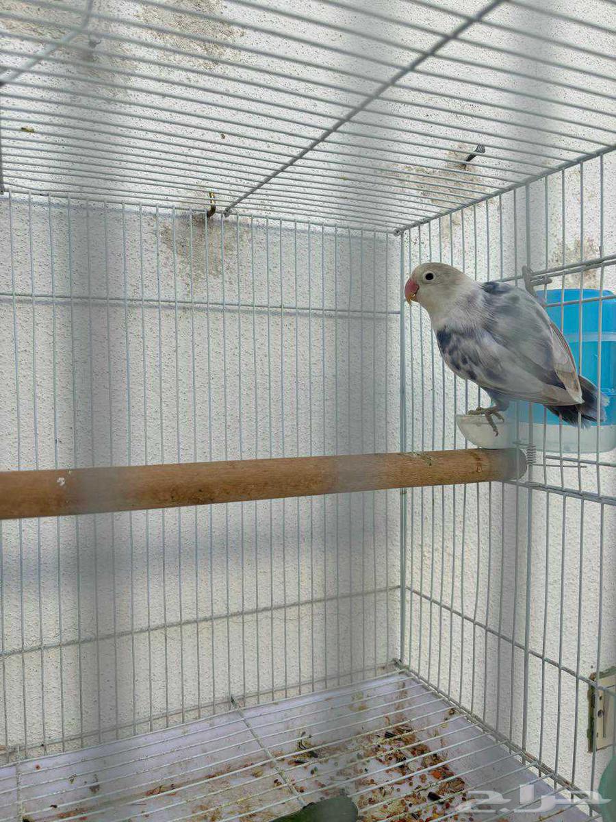 (Sold) For sale, a pair of fancy Fischer's lovebirds, rare ones, MashaAllah64420431756802113