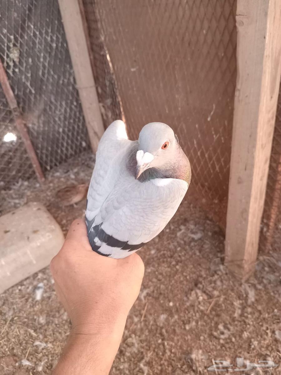 حمام زاجل العدد تقريبا 30 جوز البيع جمله 45 ريال للجوز64421499235457113