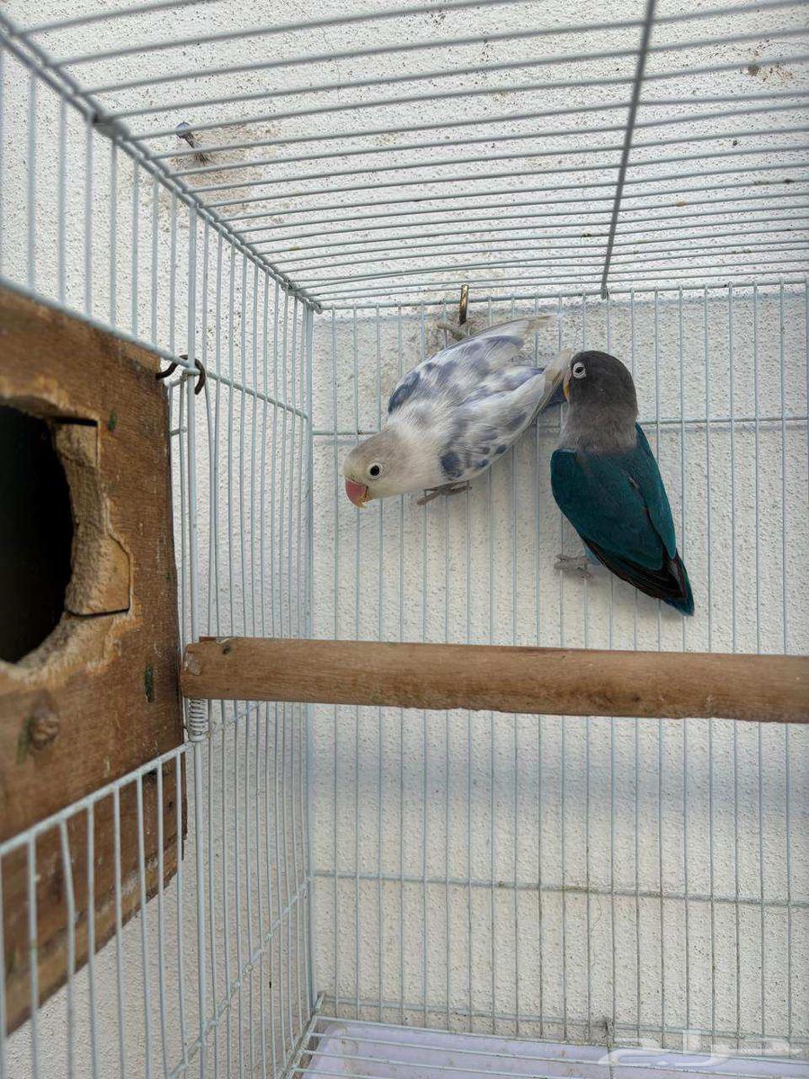 (Sold) For sale, a pair of fancy Fischer's lovebirds, rare ones, MashaAllah64420431756802111