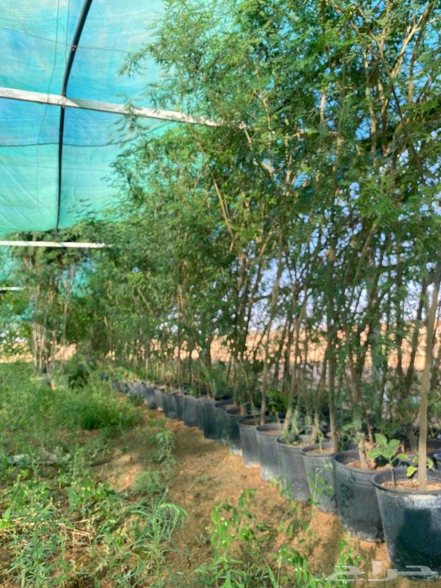 اشجار للبيع64424665814786110