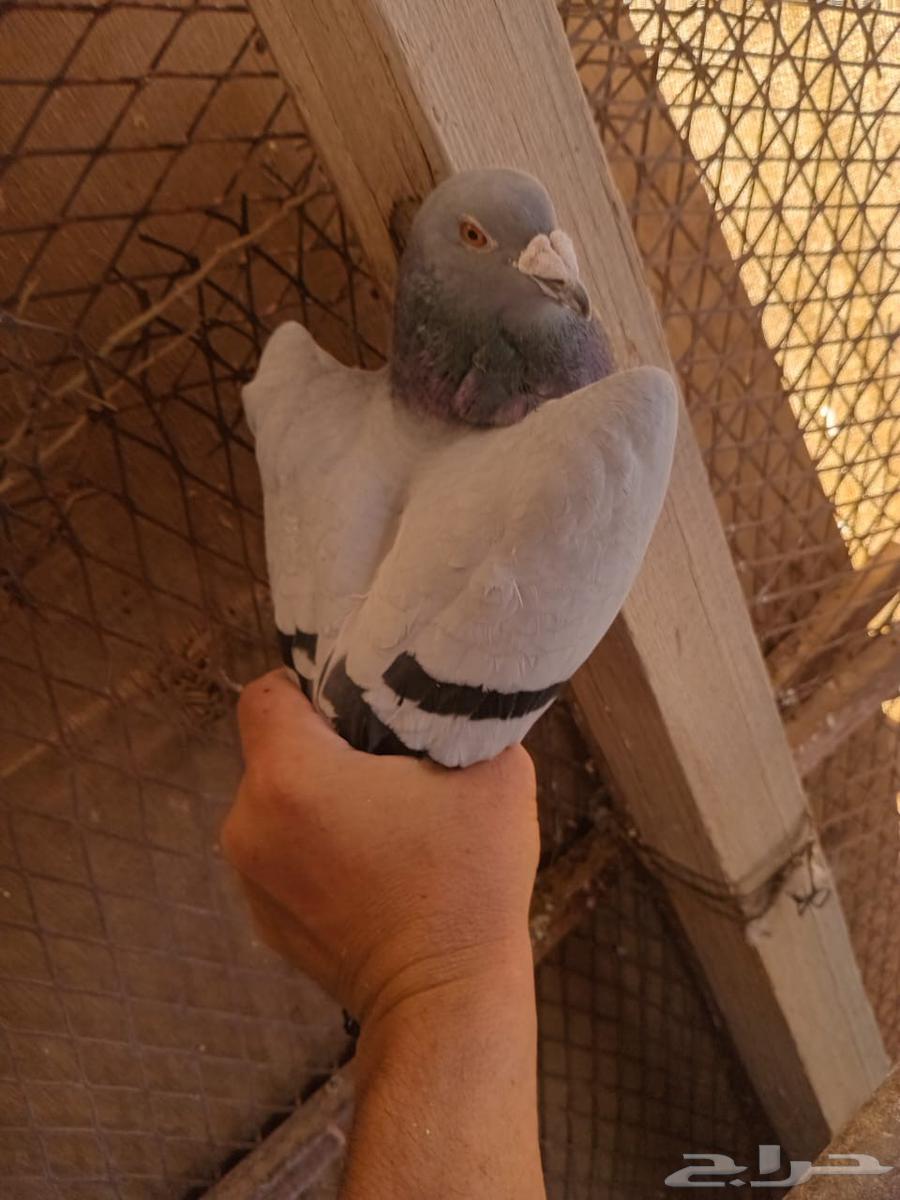 حمام زاجل العدد تقريبا 30 جوز البيع جمله 45 ريال للجوز64421499235457114