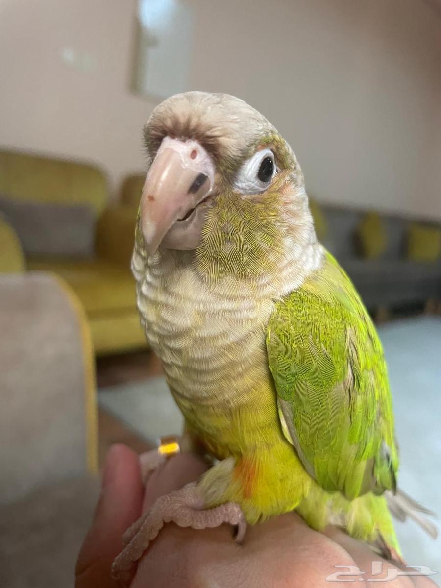 طير ببغاء كنيور أناناس تم البيع64420553245571112