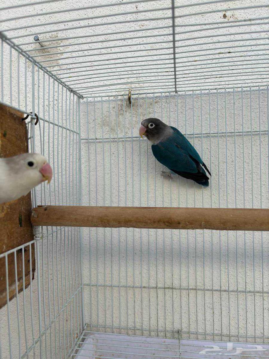 (Sold) For sale, a pair of fancy Fischer's lovebirds, rare ones, MashaAllah64420431756802112