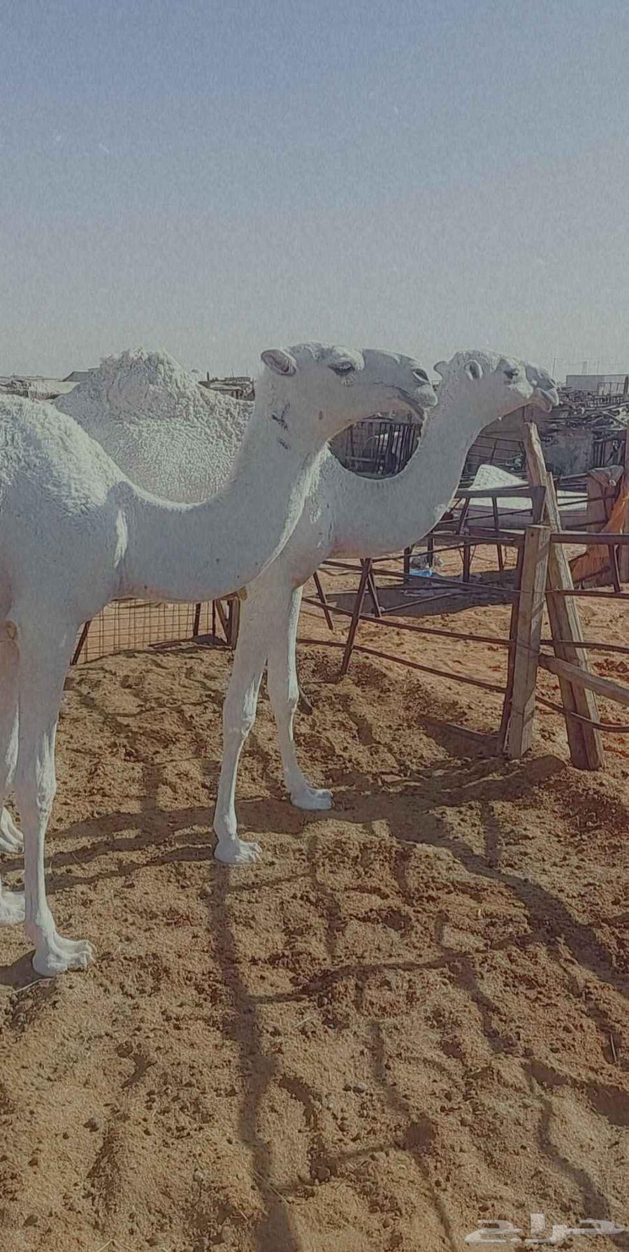 2بكار مفاريد واحده رمانيه والثانيه تماميه عليهن سوم معا1300064420702145154112