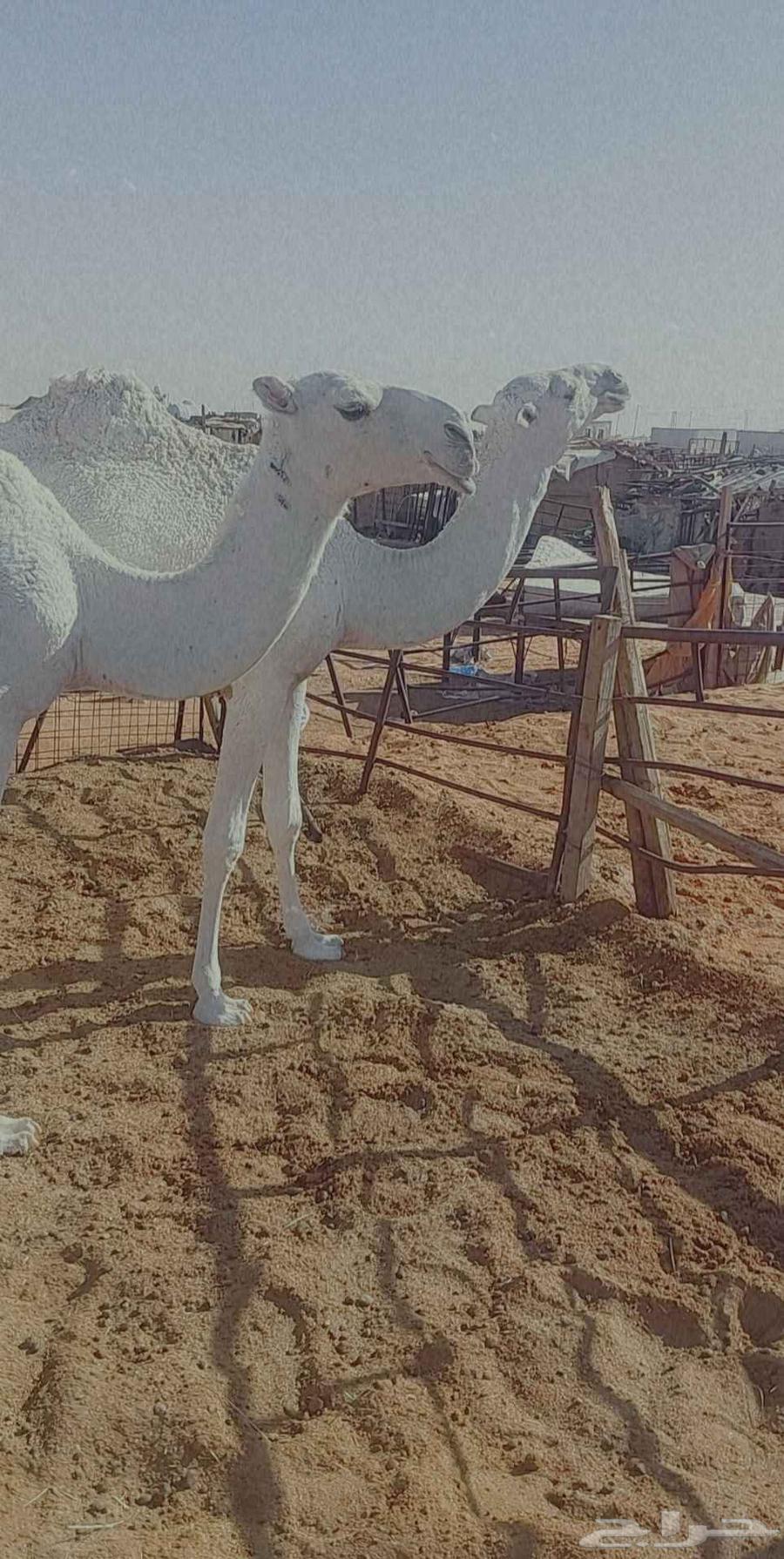 2بكار مفاريد واحده رمانيه والثانيه تماميه عليهن سوم معا1300064420702145154111