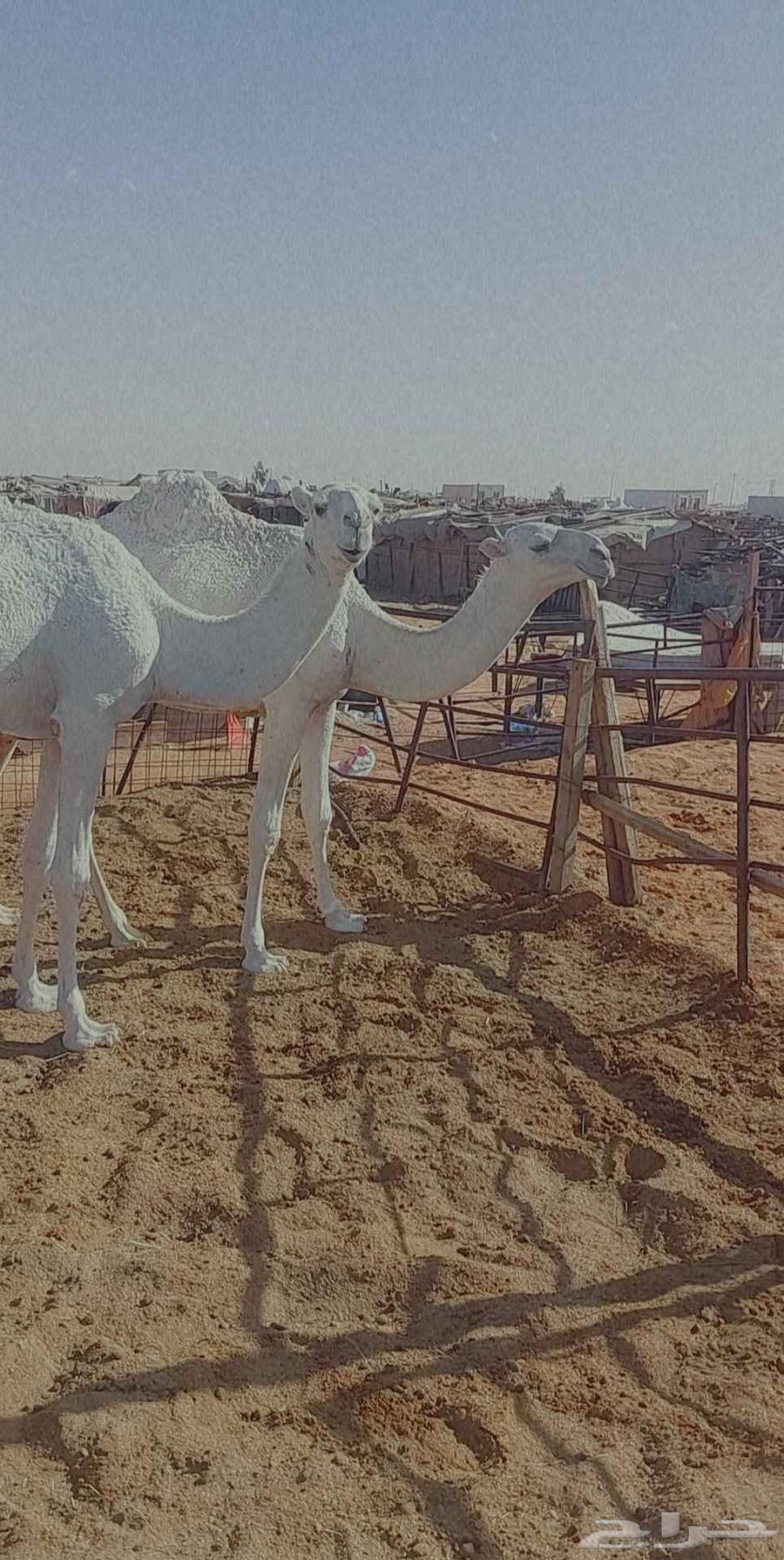 2بكار مفاريد واحده رمانيه والثانيه تماميه عليهن سوم معا1300064420702145154110