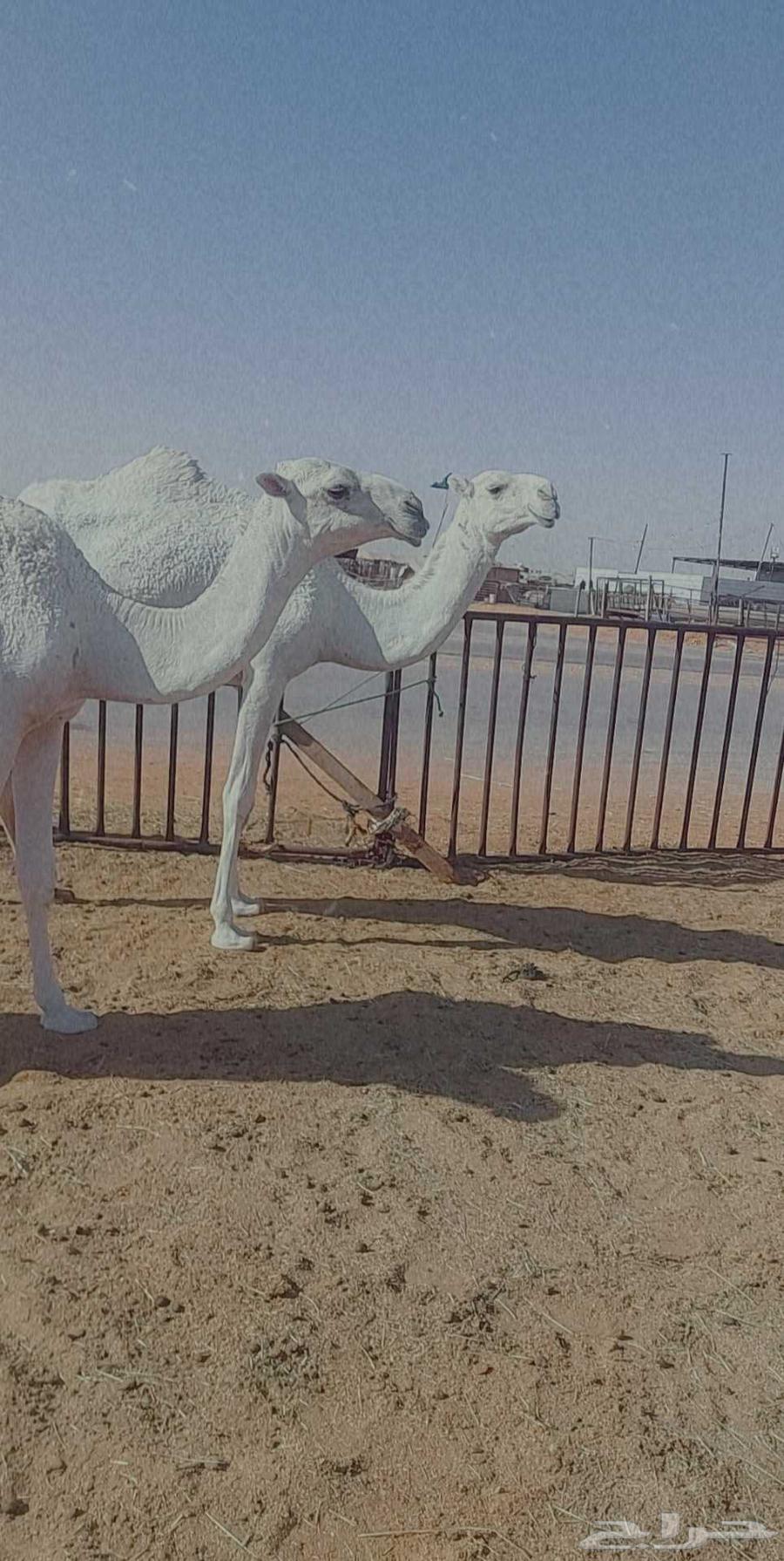 2بكار مفاريد واحده رمانيه والثانيه تماميه عليهن سوم معا1300064420702145154114