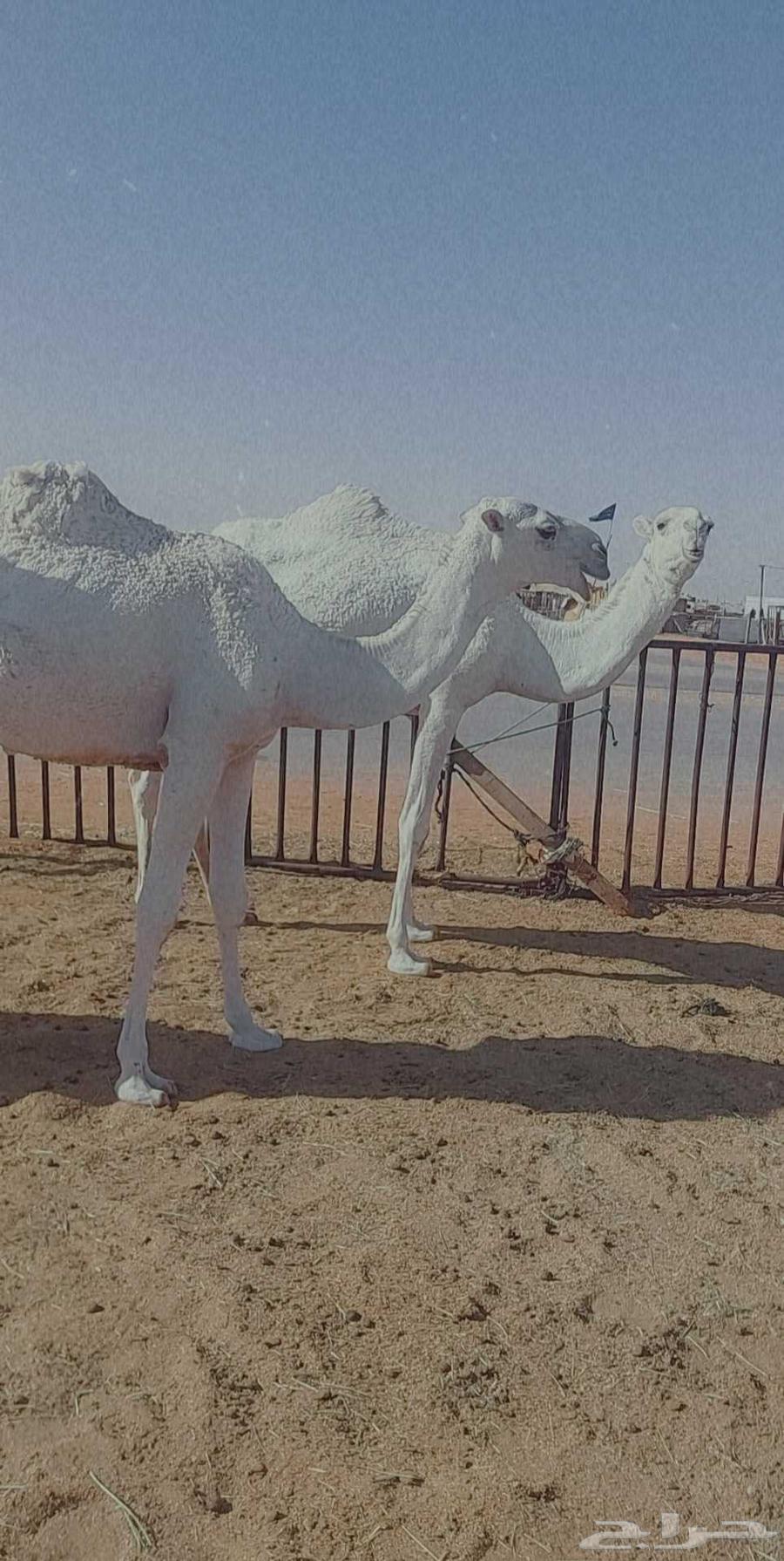 2بكار مفاريد واحده رمانيه والثانيه تماميه عليهن سوم معا1300064420702145154113