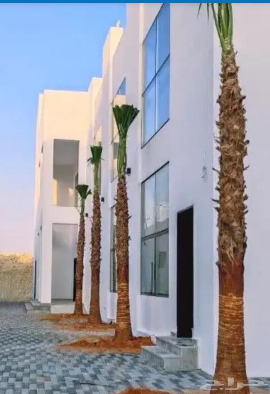 نخل واشنطونيا زينه للبيع64430084328322114