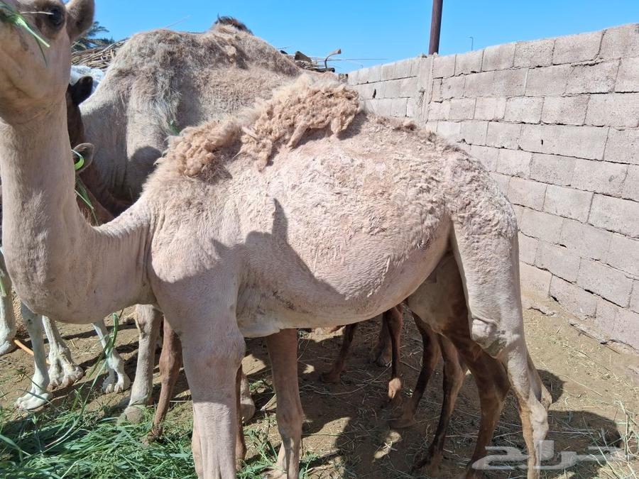 Qa'dan and Bakar64429250582147110