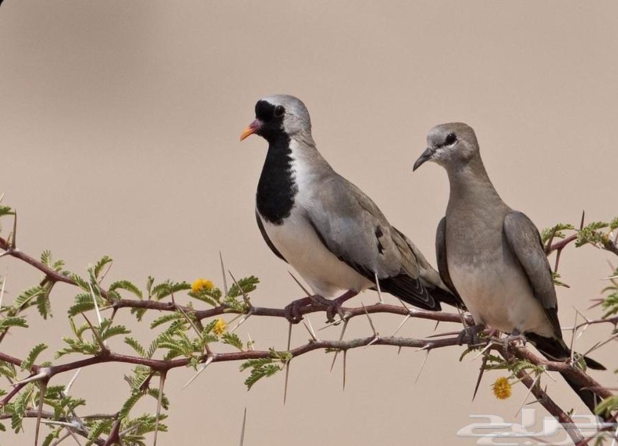 يمام ابو صدر اسود64426915158531111