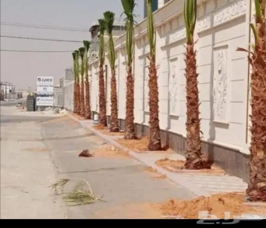 We have palm trees for sale in all suitable sizes and varieties64427317502209111