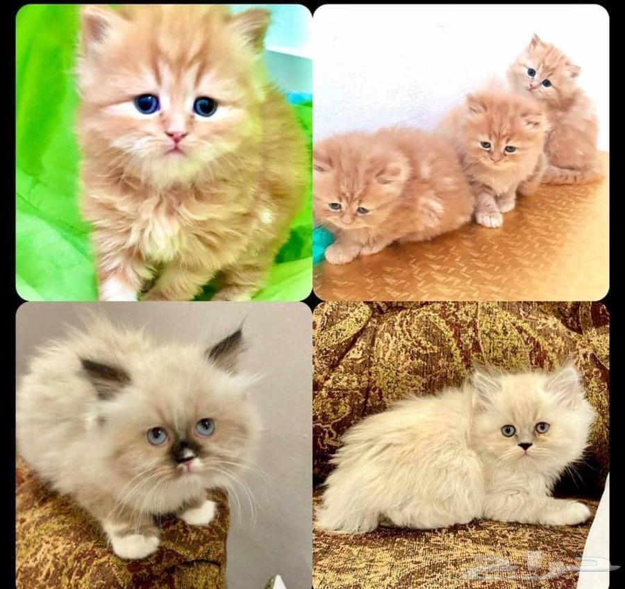 قطط كيتن  (صغار) شيرازي هجين راغدول للبيع64427476093057111