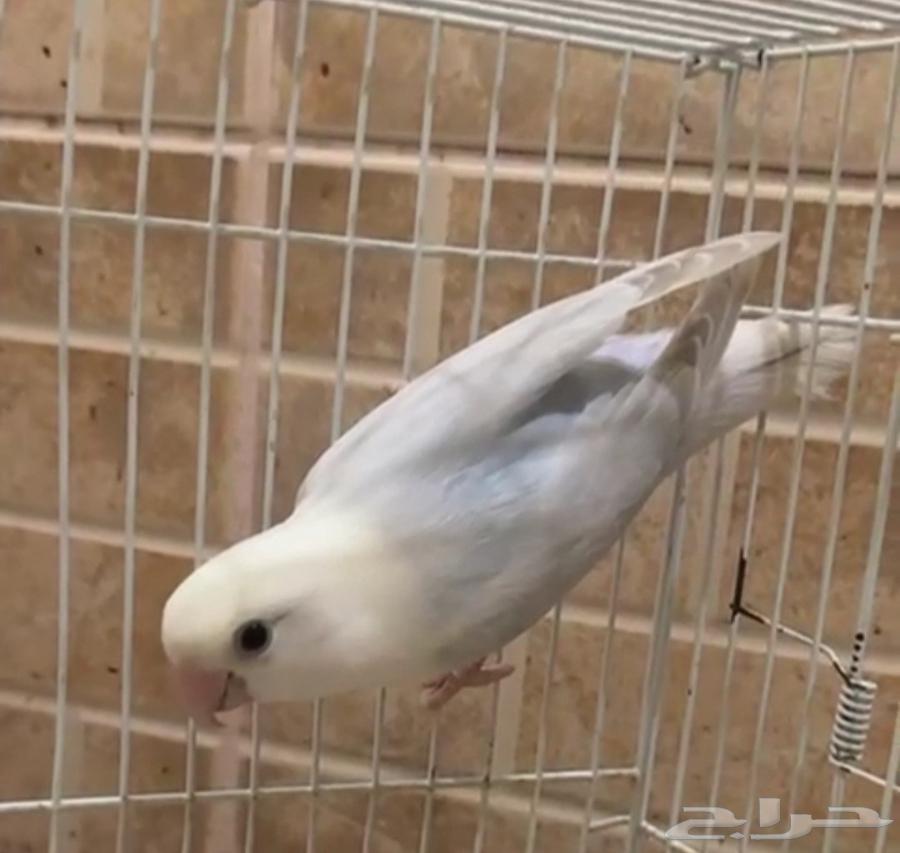 5 Single Roast Beans64427757861889110