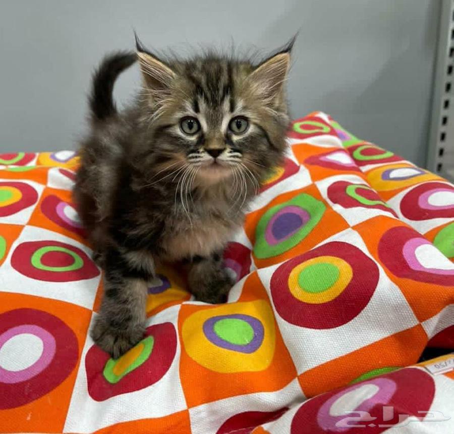 قطط كيتن  (صغار) شيرازي هجين راغدول للبيع64427476093057112