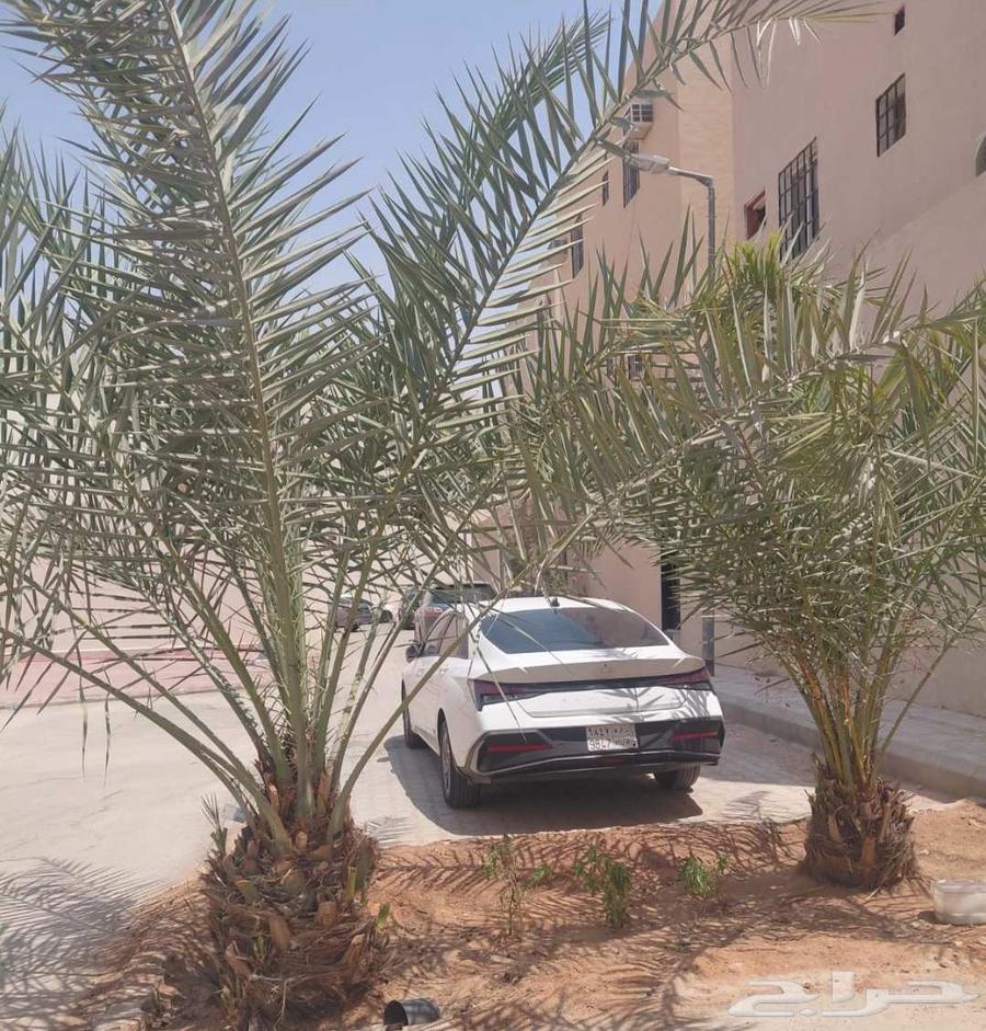 First-grade Al-Khulas dates, large size64428403328770110