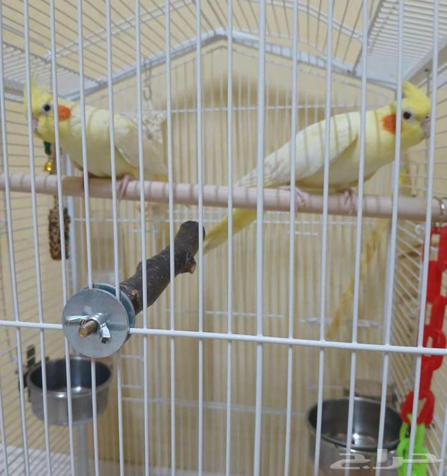 للبيع طيور كروان وطيور روز64430421568515110